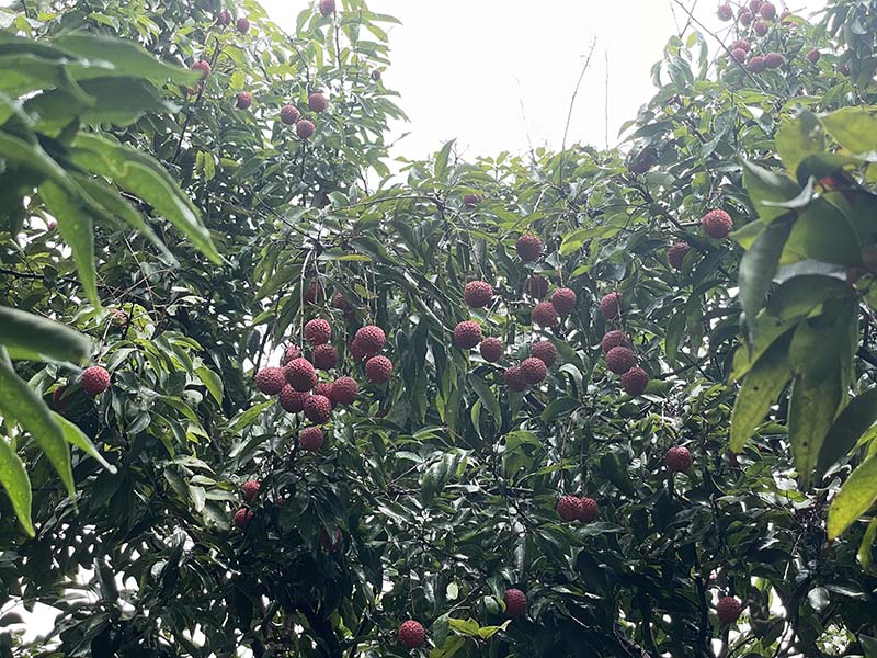 集团活动：朗洲行 · 摘荔枝