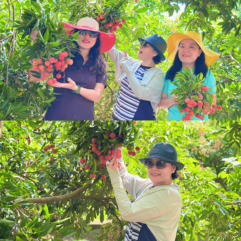 荔红时节又逢君｜同窗远道而来，荔枝园里摘尽一夏清甜