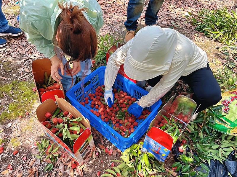 荔红时节又逢君｜同窗远道而来，荔枝园里摘尽一夏清甜