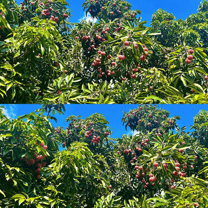 荔红时节又逢君｜同窗远道而来，荔枝园里摘尽一夏清甜