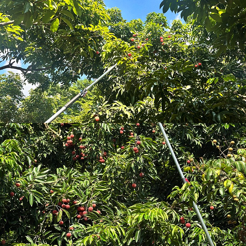 荔红时节又逢君｜同窗远道而来，荔枝园里摘尽一夏清甜