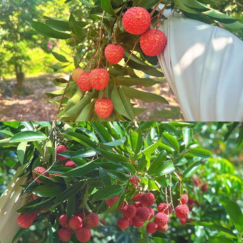 荔红时节又逢君｜同窗远道而来，荔枝园里摘尽一夏清甜