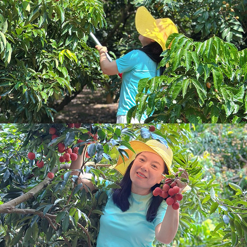 荔红时节又逢君｜同窗远道而来，荔枝园里摘尽一夏清甜
