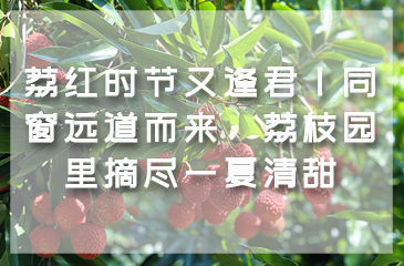 荔红时节又逢君｜同窗远道而来，荔枝园里摘尽一夏清甜